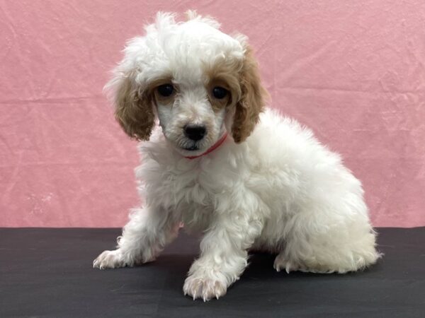 Poodle DOG Female White / Red 23883 Petland Las Vegas, Nevada