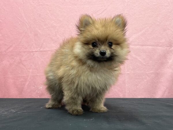 Pomeranian DOG Male Red Sable 23881 Petland Las Vegas, Nevada