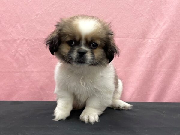 Pekingese DOG Male Fawn Sable 23880 Petland Las Vegas, Nevada