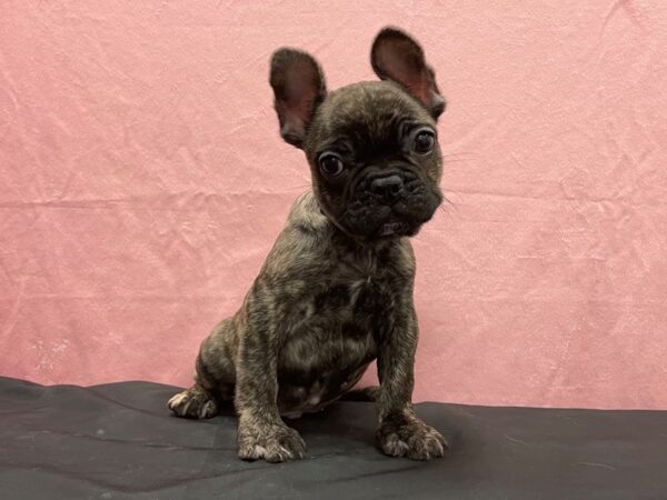 French Bulldog DOG Male Brindle 23879 Petland Las Vegas, Nevada