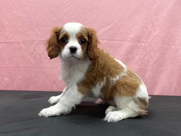 Cavalier King Charles Spaniel DOG Female Blenheim / White 23878 Petland Las Vegas, Nevada