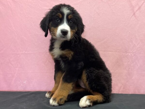 Bernese Mountain Dog DOG Female Black Rust and White 23876 Petland Las Vegas, Nevada