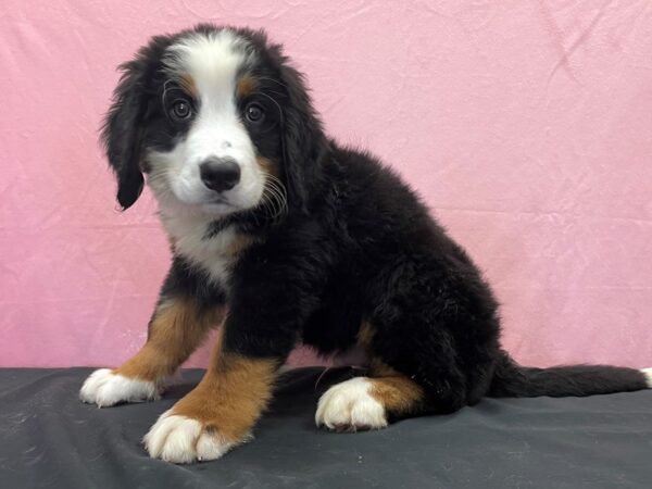 Bernese Mountain Dog DOG Male Black Rust and White 23875 Petland Las Vegas, Nevada