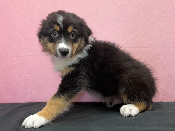 Australian Shepherd DOG Male Black and White 23874 Petland Las Vegas, Nevada