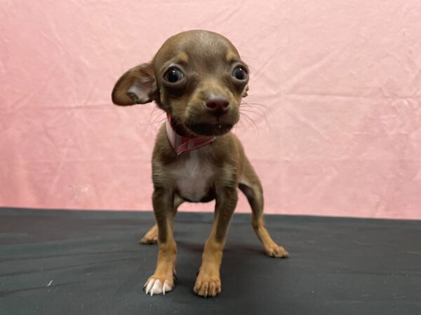 Chihuahua DOG Female Chocolate and Tan 23871 Petland Las Vegas, Nevada