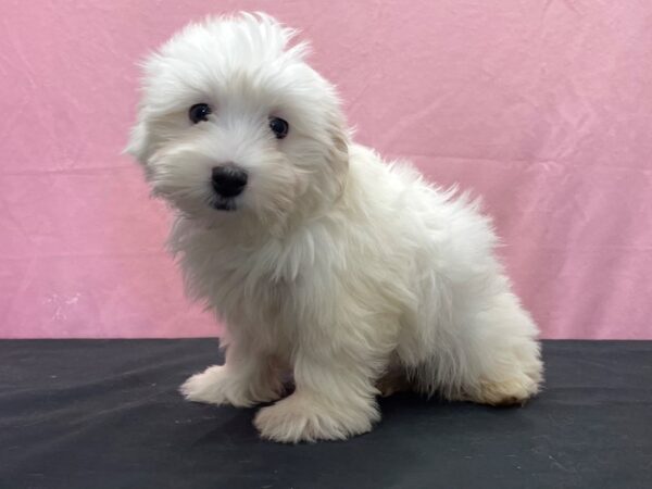 Coton De Tulear DOG Male White 23870 Petland Las Vegas, Nevada