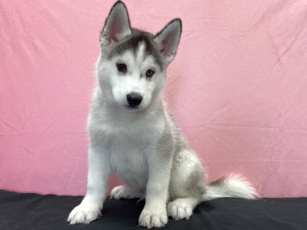 Siberian Husky DOG Male Black Grey and White 23868 Petland Las Vegas, Nevada