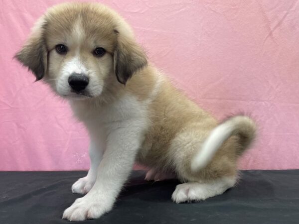 Anatolian Shepherd/Great Pyrenees-DOG-Male-Gold and White-23867-Petland Las Vegas, Nevada