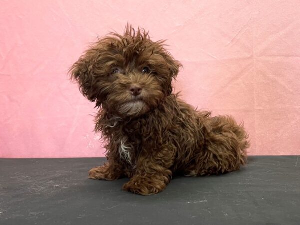 Havanese DOG Male Chocolate 23866 Petland Las Vegas, Nevada