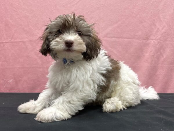 Havanese DOG Male Gold Sable 23865 Petland Las Vegas, Nevada