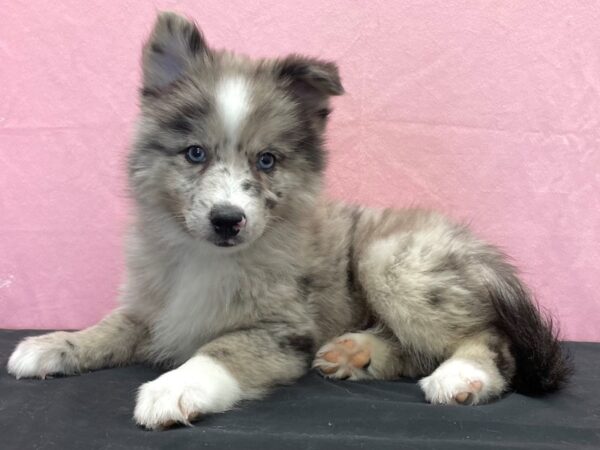 Pomsky 2nd Gen-DOG-Male-Blue Merle-23864-Petland Las Vegas, Nevada