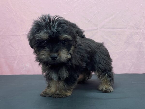 F1B Yorkie Poo-DOG-Female-Black and Tan-23863-Petland Las Vegas, Nevada