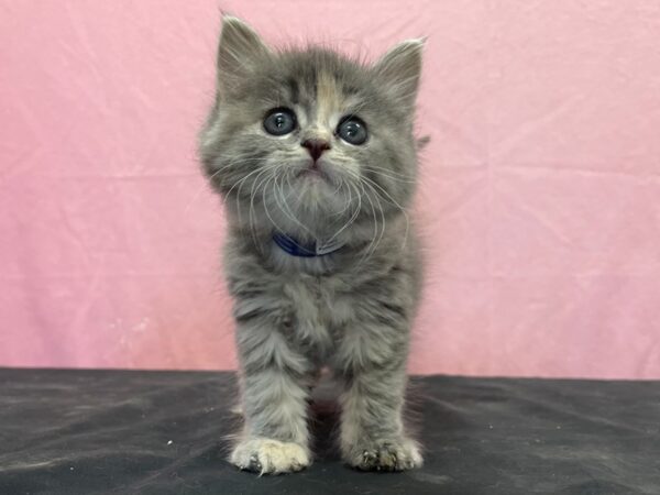 Domestic Cat CAT Female Tortishell 23890 Petland Las Vegas, Nevada