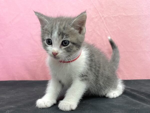 Domestic Cat-CAT-Female-Tortishell-23887-Petland Las Vegas, Nevada