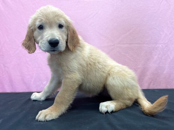 Golden Retriever DOG Female Golden 23896 Petland Las Vegas, Nevada