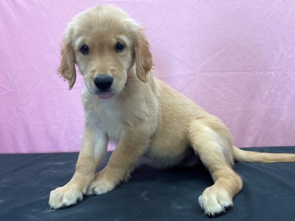 Golden Retriever DOG Female Golden 23895 Petland Las Vegas, Nevada