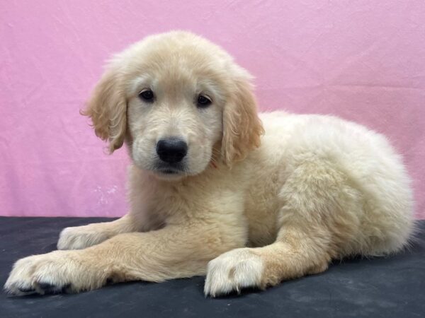 Golden Retriever DOG Female Golden 23899 Petland Las Vegas, Nevada