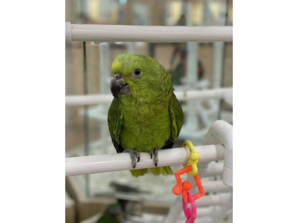 Yellow Naped Amazon-BIRD-Female--23783-Petland Las Vegas, Nevada