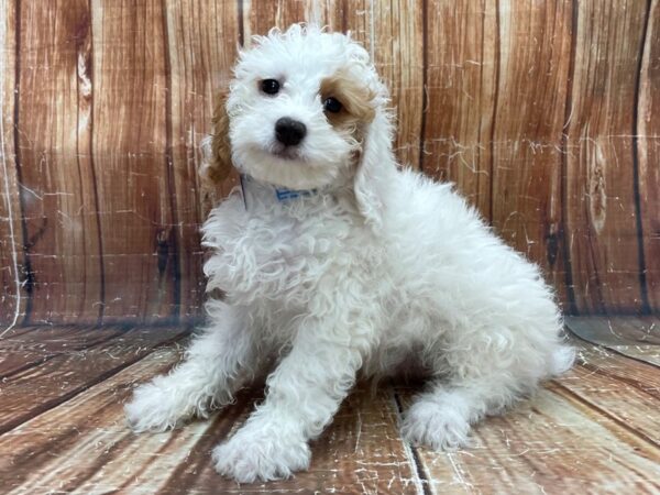 F1B Cockapoo DOG Male Apricot 23929 Petland Las Vegas, Nevada