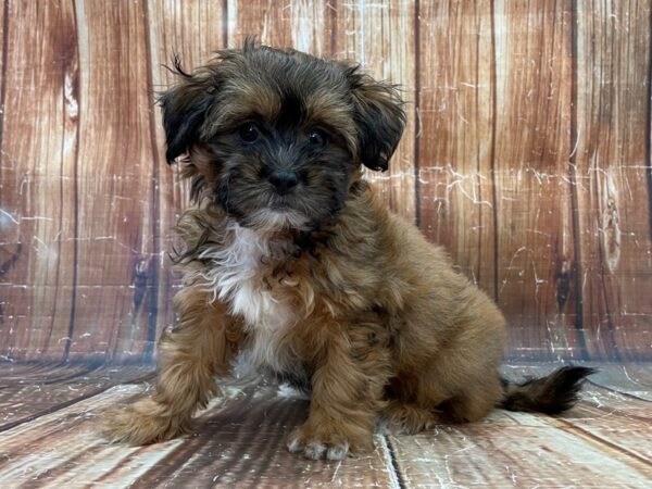 Lhasa Apso/Poodle-DOG-Female-Red Sable-23928-Petland Las Vegas, Nevada