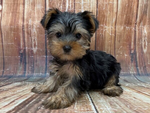 Yorkshire Terrier DOG Male Black / Tan 23925 Petland Las Vegas, Nevada