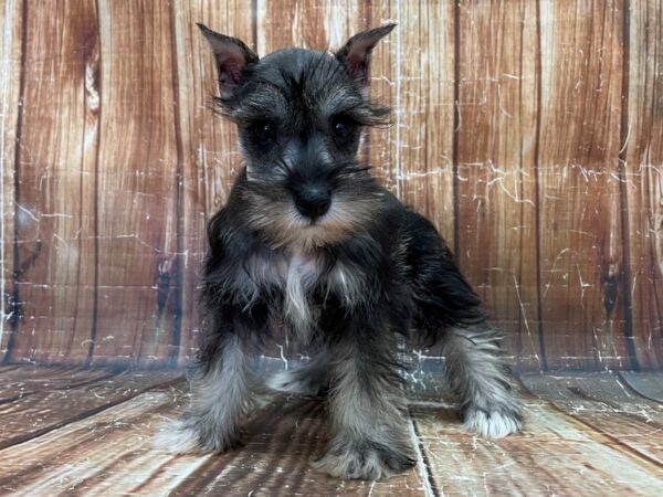 Miniature Schnauzer DOG Female Salt / Pepper 23923 Petland Las Vegas, Nevada