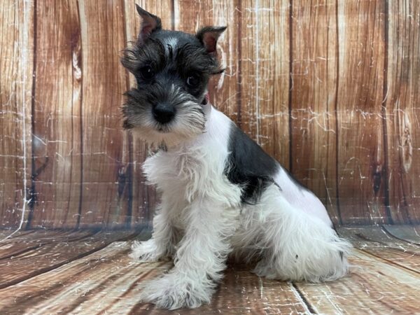 Miniature Schnauzer DOG Female White Salt / Pepper 23922 Petland Las Vegas, Nevada