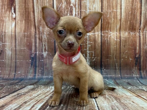 Chihuahua DOG Female Red 23920 Petland Las Vegas, Nevada