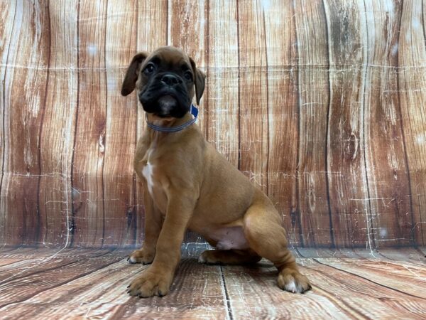 Boxer DOG Male Fawn 23919 Petland Las Vegas, Nevada