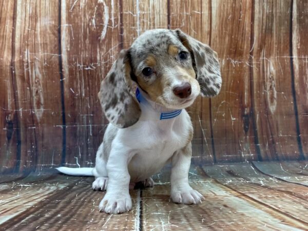 Dachshund DOG Male Chocolate / Tan 23918 Petland Las Vegas, Nevada