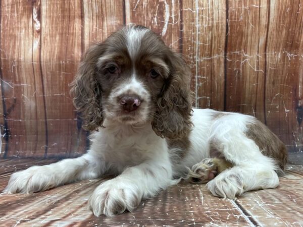 Cocker Spaniel DOG Male White / Chocolate Merle 23916 Petland Las Vegas, Nevada