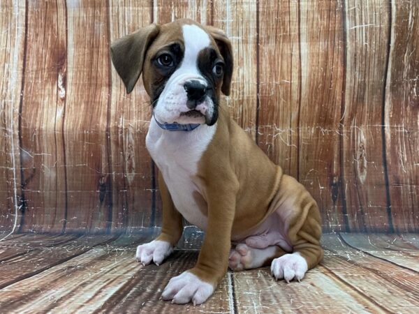 Boxer DOG Male Fawn 23915 Petland Las Vegas, Nevada