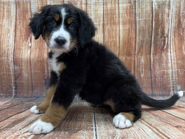 Bernese Mountain Dog DOG Female Black and Rust 23913 Petland Las Vegas, Nevada