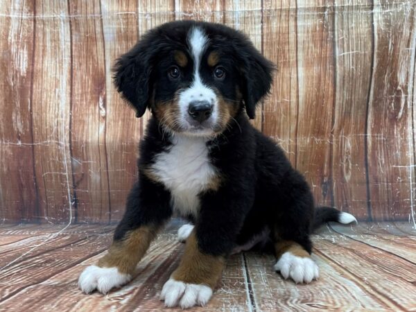 Bernese Mountain Dog DOG Male Black and Rust 23912 Petland Las Vegas, Nevada