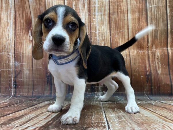 Beagle DOG Male Black White and Tan 23911 Petland Las Vegas, Nevada