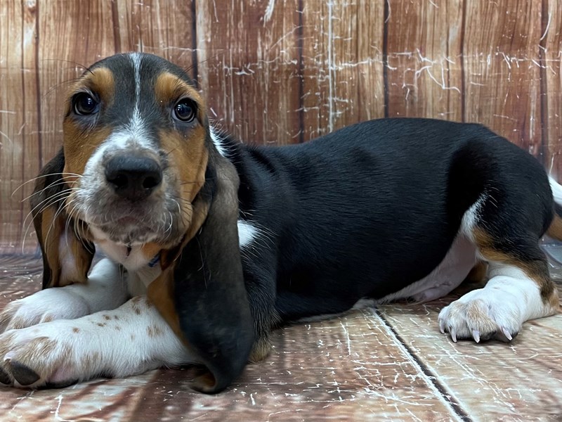 Basset Hound Puppy Black Brown and White ID 23909 Located at