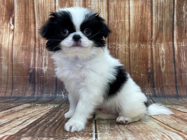 Japanese Chin DOG Male Black and White 23908 Petland Las Vegas, Nevada