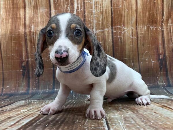 Dachshund DOG Male Black and Silver Dapple 23907 Petland Las Vegas, Nevada