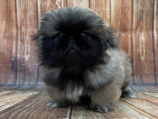 Pekingese DOG Female Grey Sable 23906 Petland Las Vegas, Nevada