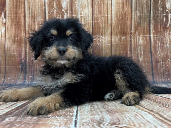 Bernese Mountain Dog/Poodle-DOG-Female-Tri Color-23904-Petland Las Vegas, Nevada