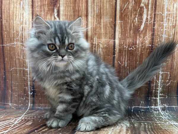 Persian-CAT-Male-Blue-23902-Petland Las Vegas, Nevada