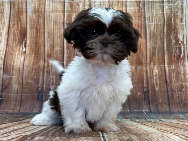 Shih Tzu DOG Male Liver and White 23901 Petland Las Vegas, Nevada