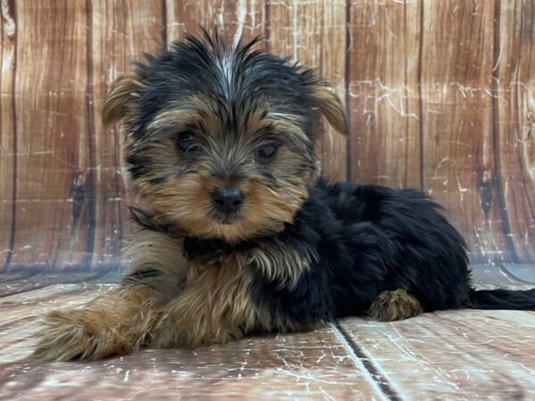 2nd Generation Morkie DOG Female Black / Tan 23953 Petland Las Vegas, Nevada