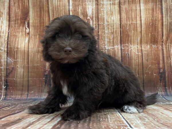 Havanese/Poodle DOG Male Chocolate 23949 Petland Las Vegas, Nevada