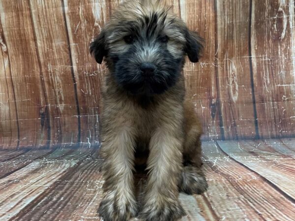 Soft Coated Wheaten Terrier DOG Female Wheaten 23948 Petland Las Vegas, Nevada