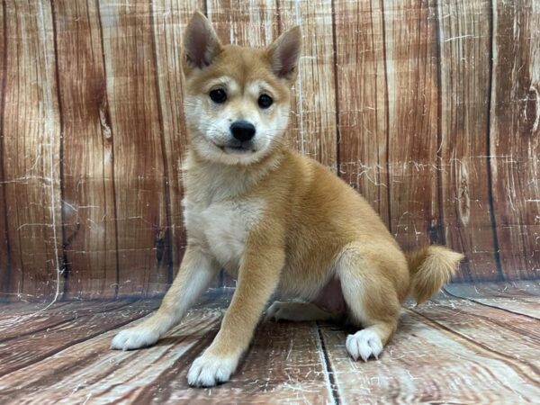 Shiba Inu DOG Female Red Sesame 23947 Petland Las Vegas, Nevada