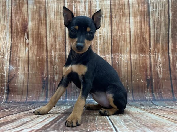 Miniature Pinscher DOG Female Black / Tan 23946 Petland Las Vegas, Nevada