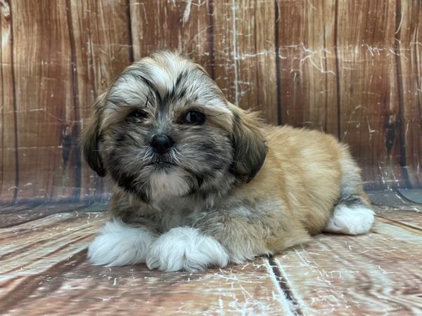 Lhasa Apso-DOG-Female-Golden-23945-Petland Las Vegas, Nevada