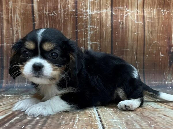 Cavalier King Charles Spaniel DOG Female Black White / Tan 23944 Petland Las Vegas, Nevada