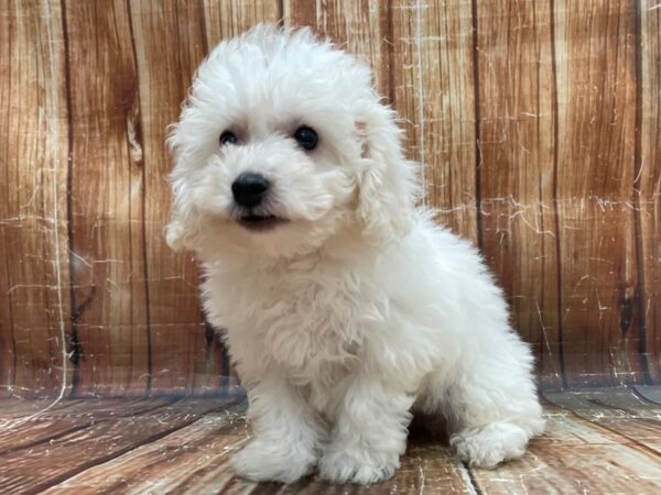 Bichon Frise DOG Male White 23942 Petland Las Vegas, Nevada